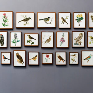Vintage Botanical & Bird Illustration Wall Art – Gallery Frame Set