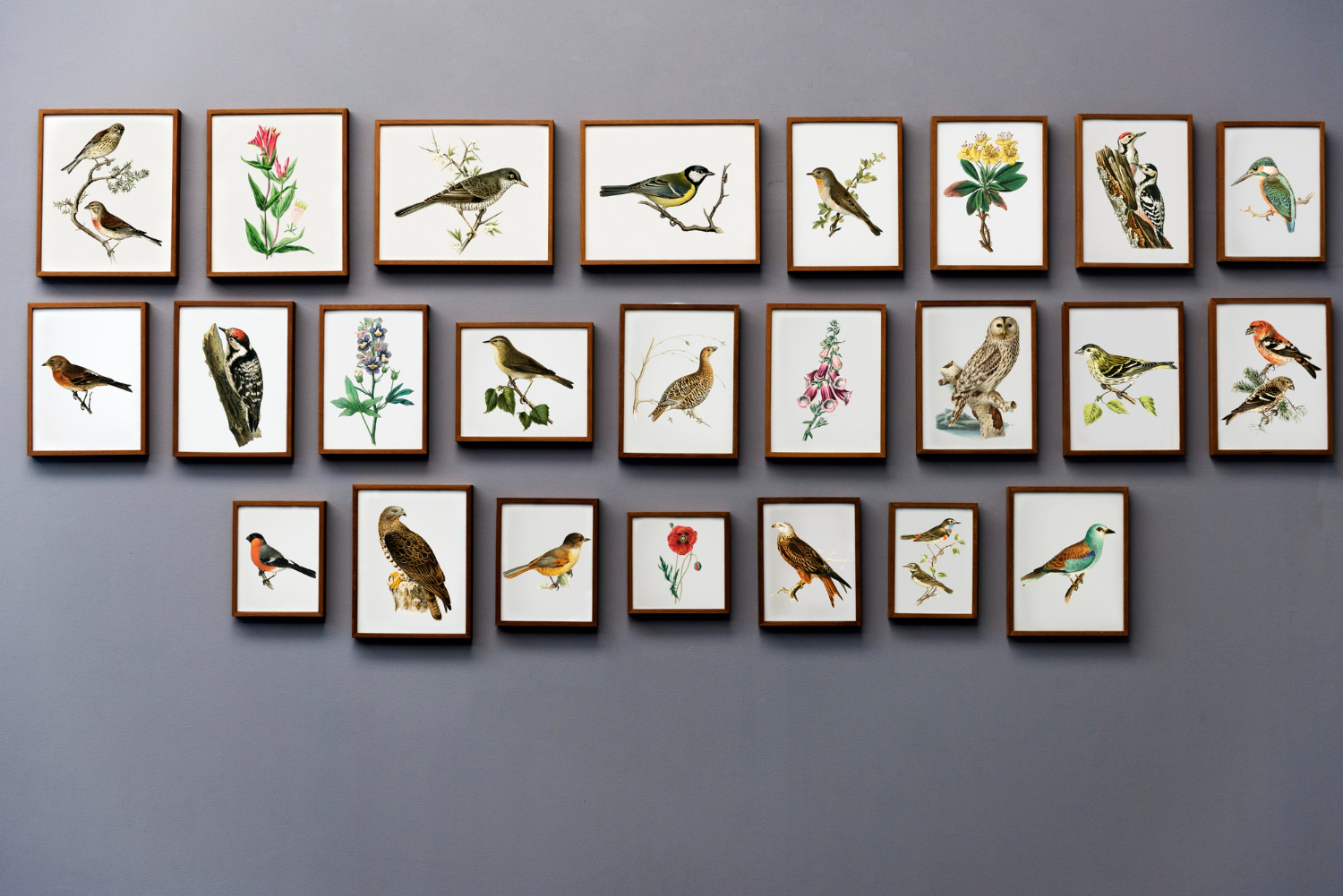 Vintage Botanical & Bird Illustration Wall Art – Gallery Frame Set